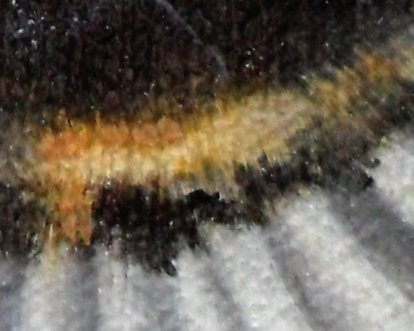 Detail of the tortoiseshell patch on the neck, just above the ruff - this is built up from biscuit ginger and dark ginger to make the tabby stripes on that area. Copyright (c)2015 Paul Alan Grosse
