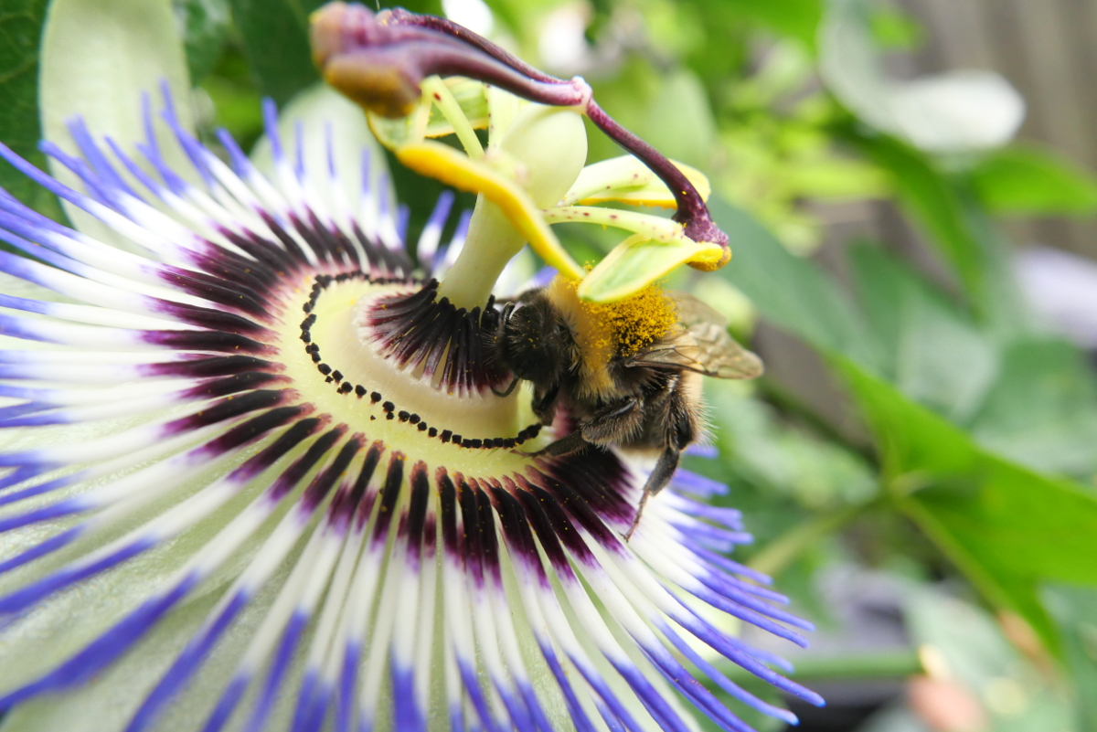Derby: Bumble Bee on a passion flower 20220729 Copyright (c)2022 Paul Alan Grosse. All Rights Reserved.