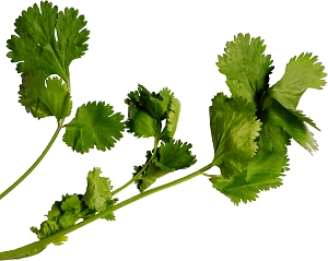 Coriander leaf - soft and delicate with volatile flavours.